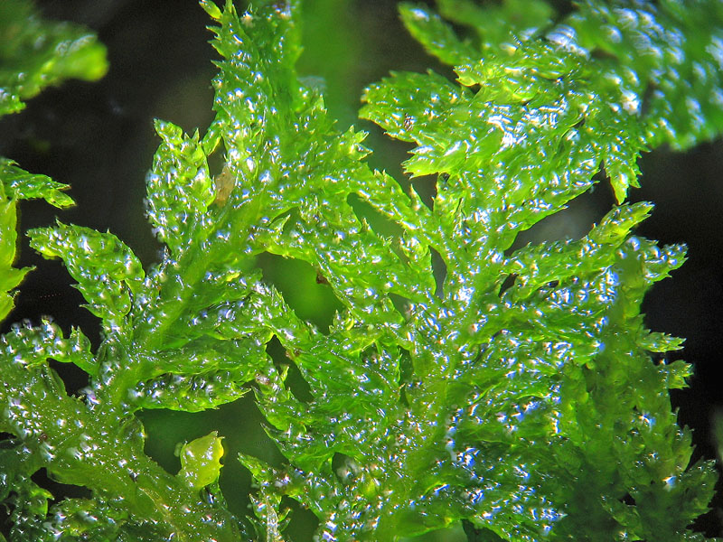 Thuidium tamariscinum